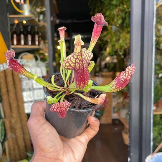 A Sarracenia plant also known as a Trumpet Pitcher Plant in front of Urban Tropicana&