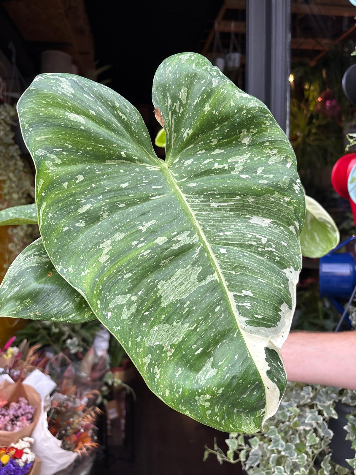 Philodendron Jose Buono Variegated | 15cm pot