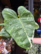 Philodendron Jose Buono Variegated | 15cm pot