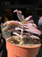 Kalanchoe Daigremontiana Pink Butterfly | 8cm pot