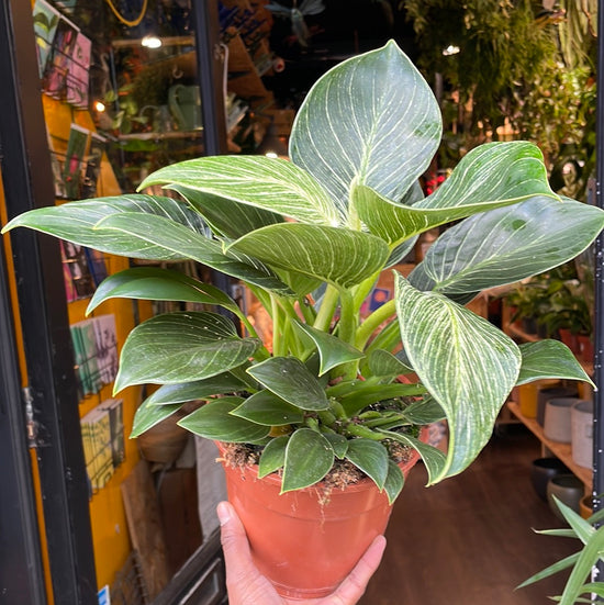 Philodendron Birkin (17cm pot)