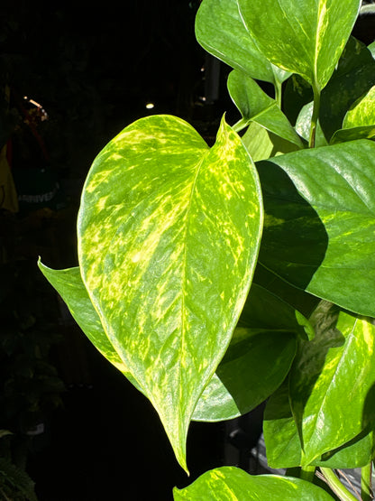 Epipremnum &