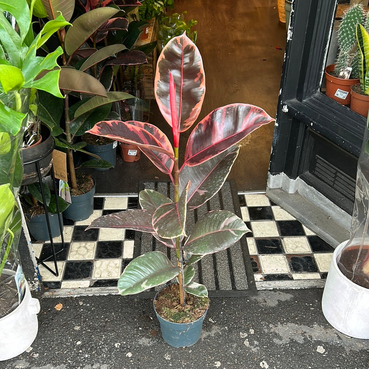 A Ficus Ruby plant also known as a Rubber Plant in front of Urban Tropicana&