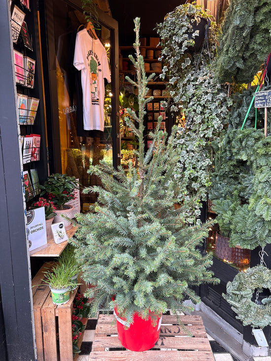 Picea Omorika Xmas Tree | 24cm pot