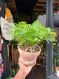 Davallia | Rabbit’s Foot Fern | 15cm pot