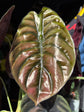Alocasia Cuprea &