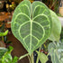 A Anthurium Clarinervium plant also know as Velvet Cardboard Anthurium in the Plant Shop in Chiswick London