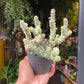 A Crassula Marnieriana, a type of small succulent like plant in front of Urban Tropicana&