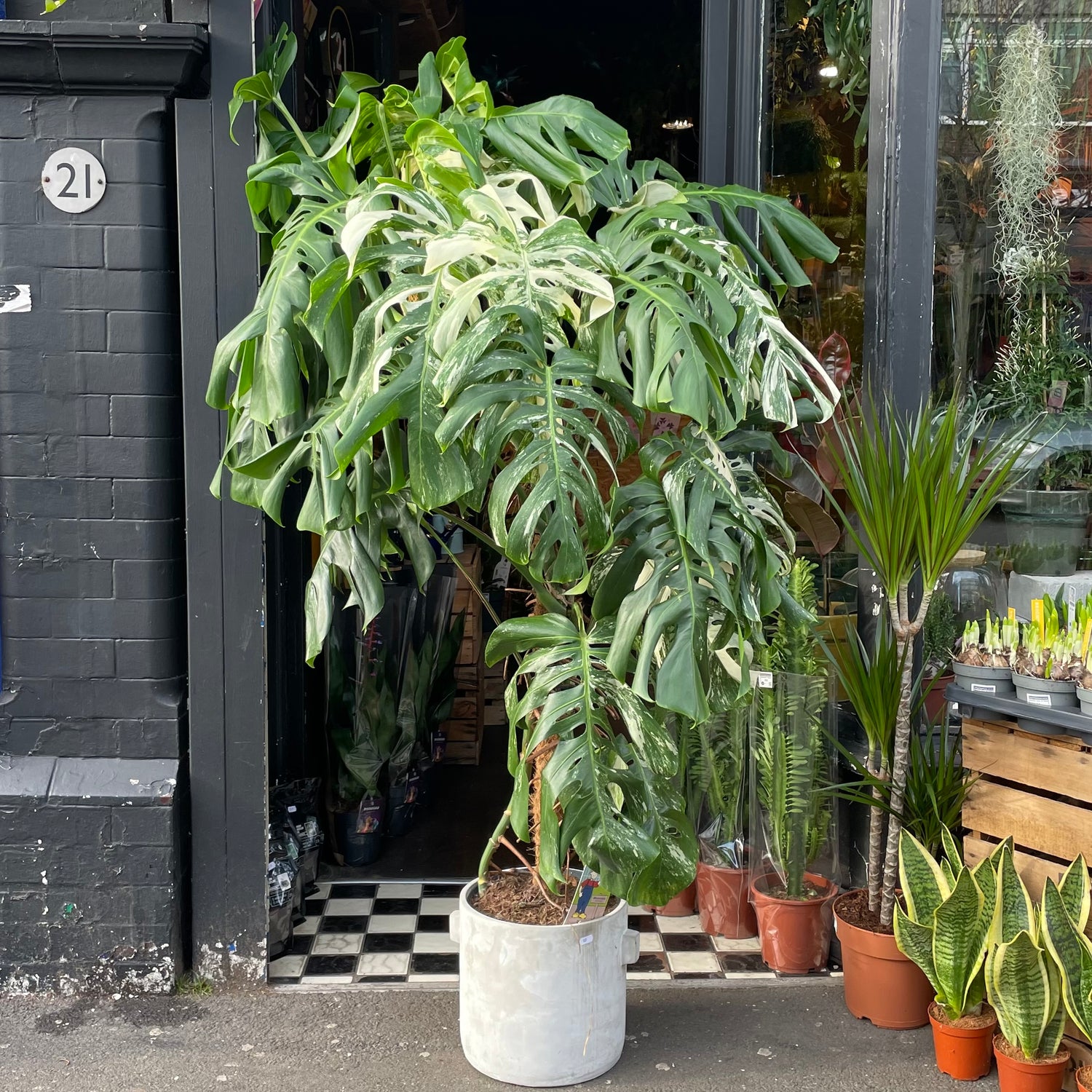 A Variegated Monstera Deliciosa plant also known as a Swiss Cheese Plant in front of Urban Tropicana&