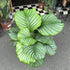 A Calathea Orbifolia plant also known as a prayer plant in front of Urban Tropicana&