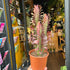 A Euphorbia Trigona Rubra plant also known as a African Milk Tree in front of Urban Tropicana&