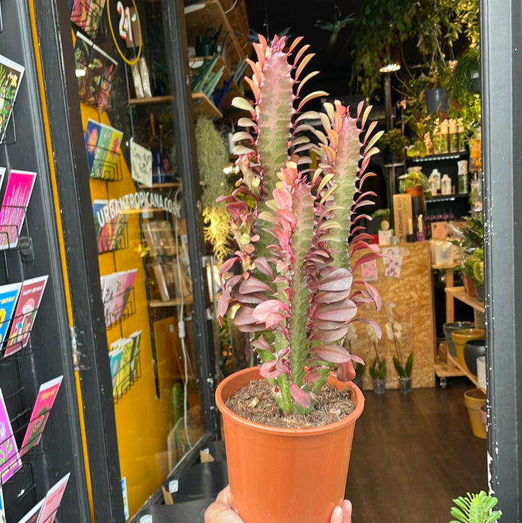 A Euphorbia Trigona Rubra plant also known as a African Milk Tree in front of Urban Tropicana&