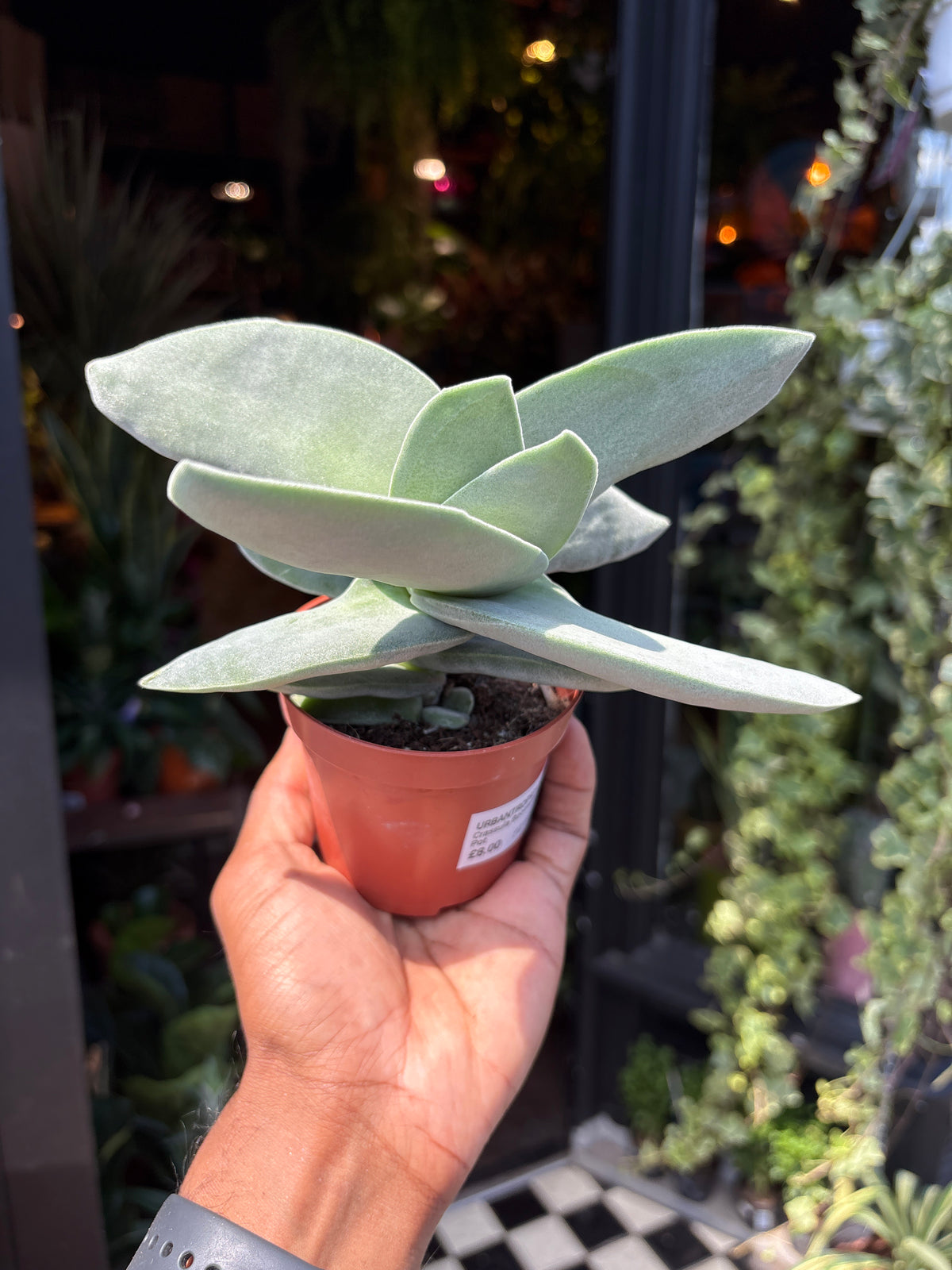 Crassula Boomerang in front of Urban Tropicana’s Plant Shop in Chiswick London