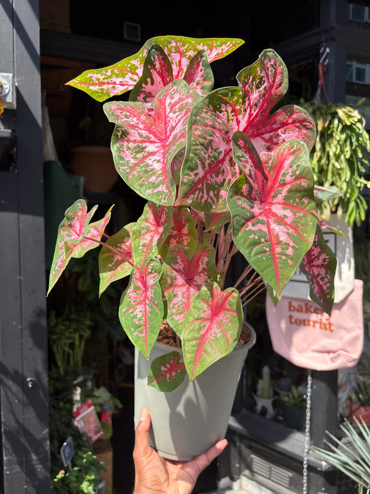 A Caladium ‘Carolyn Whorton’ plant in front of Urban Tropicana’s plant shop in Chiswick, London