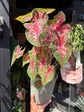 A Caladium ‘Carolyn Whorton’ plant in front of Urban Tropicana’s plant shop in Chiswick, London