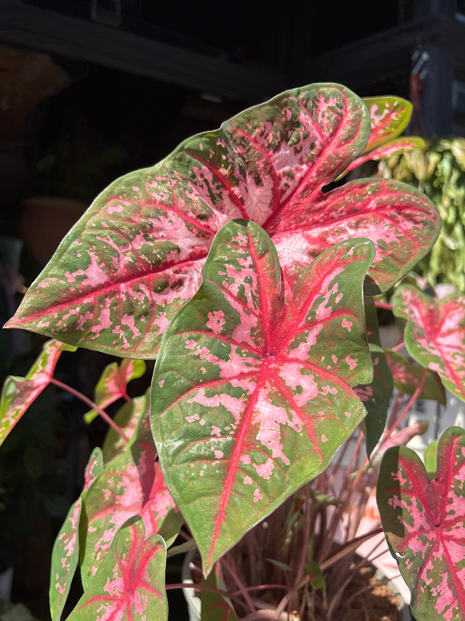 A Caladium ‘Carolyn Whorton’ plant in front of Urban Tropicana’s plant shop in Chiswick, London