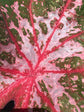 
A Caladium ‘Carolyn Whorton’ plant in front of Urban Tropicana’s plant shop in Chiswick, London