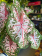 A Caladium Carolyn Whorton plant in front of Urban Tropicana’s Plant Shop in Chiswick London