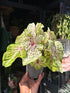 A Caladium ‘Miss Muffet’ plant in front of Urban Tropicana’s plant shop in Chiswick, London.
