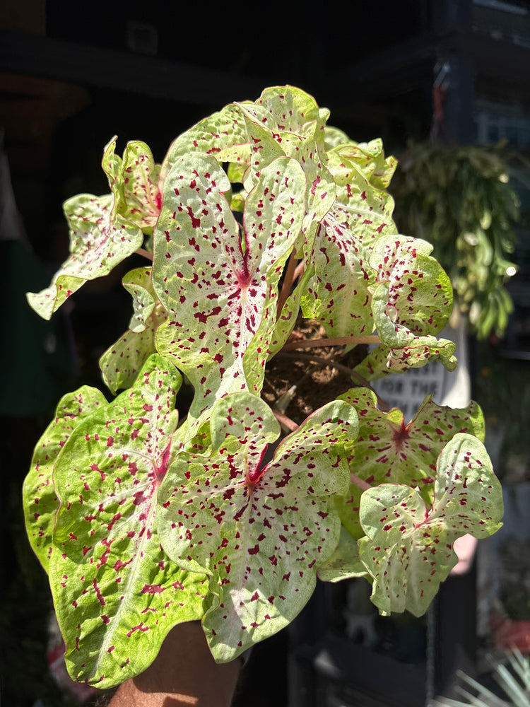 A Caladium ‘Miss Muffet’ plant in front of Urban Tropicana’s plant shop in Chiswick, London.
