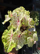 A Caladium ‘Miss Muffet’ plant in front of Urban Tropicana’s plant shop in Chiswick, London.
