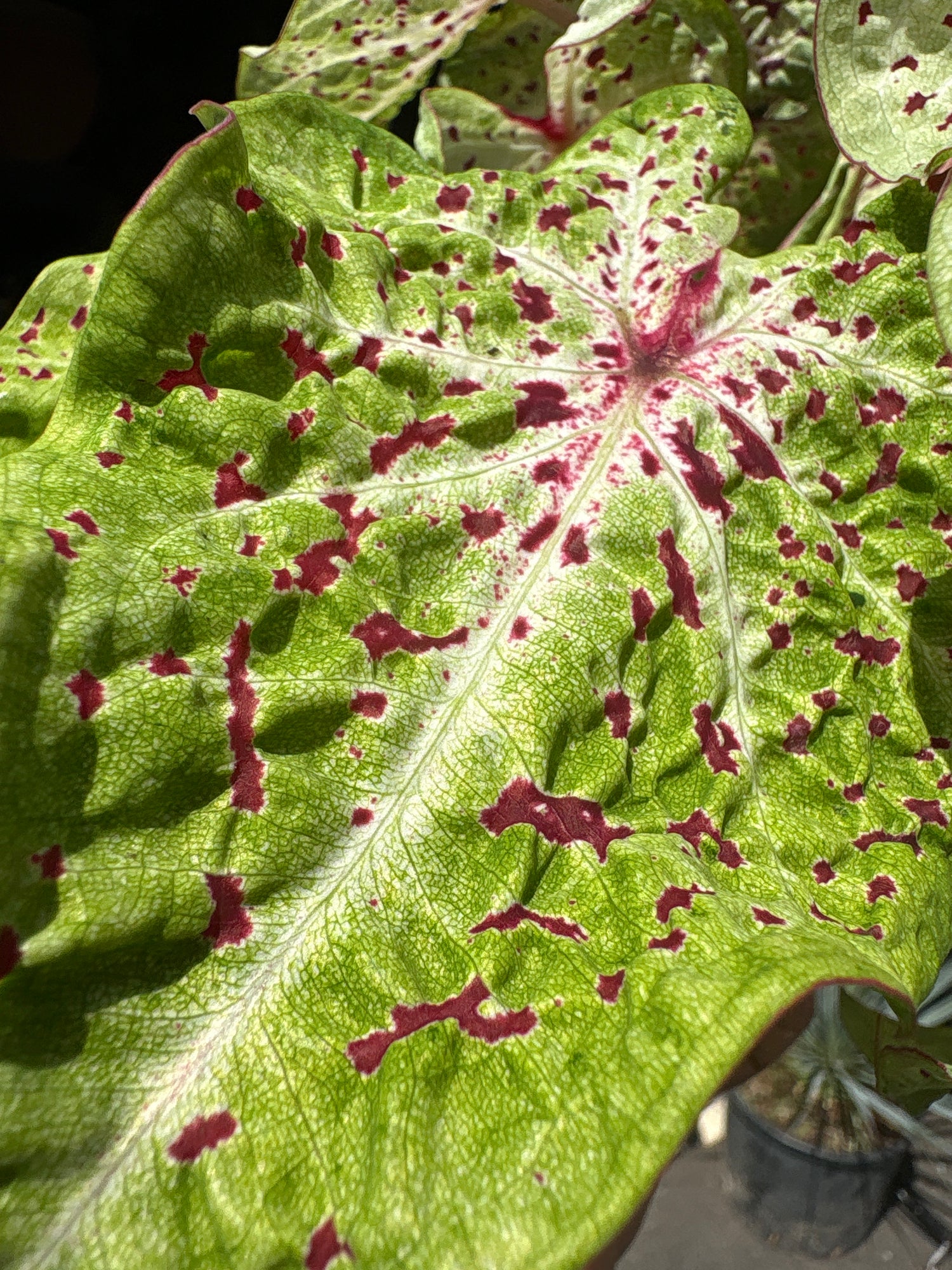 A Caladium ‘Miss Muffet’ plant in front of Urban Tropicana’s plant shop in Chiswick, London.
