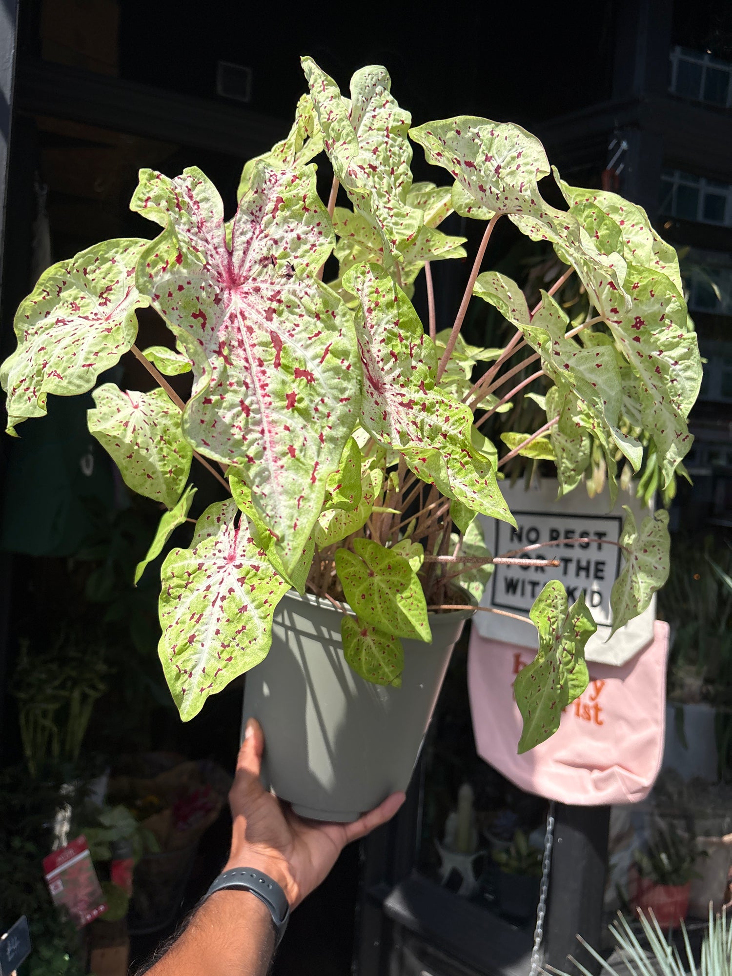 
A Caladium ‘Miss Muffett’ plant in front of Urban Tropicana’s plant shop in Chiswick, London