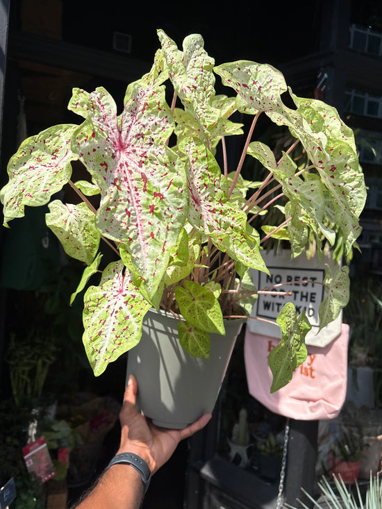 
A Caladium ‘Miss Muffett’ plant in front of Urban Tropicana’s plant shop in Chiswick, London