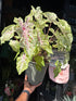 
A Caladium ‘Miss Muffett’ plant in front of Urban Tropicana’s plant shop in Chiswick, London
