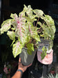 
A Caladium ‘Miss Muffett’ plant in front of Urban Tropicana’s plant shop in Chiswick, London