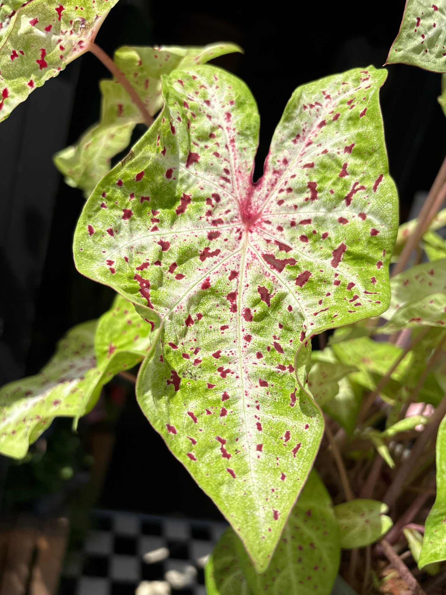 
A Caladium ‘Miss Muffett’ plant in front of Urban Tropicana’s plant shop in Chiswick, London
