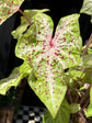 
A Caladium ‘Miss Muffett’ plant in front of Urban Tropicana’s plant shop in Chiswick, London