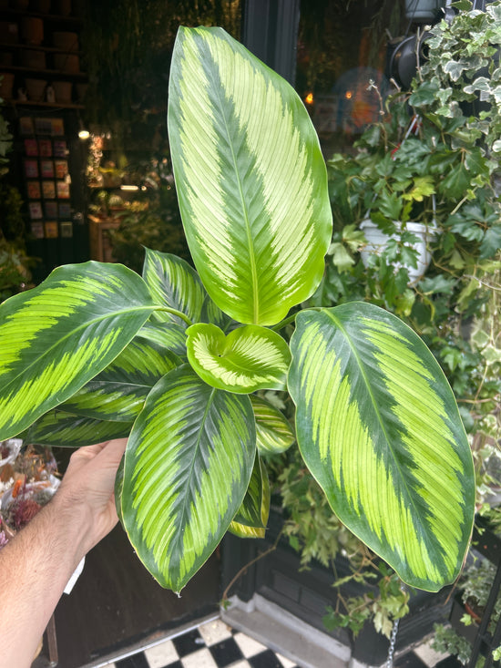 A Calathea ‘Beauty Star’plant in front of Urban Tropicana’s Plant Shop in Chiswick London