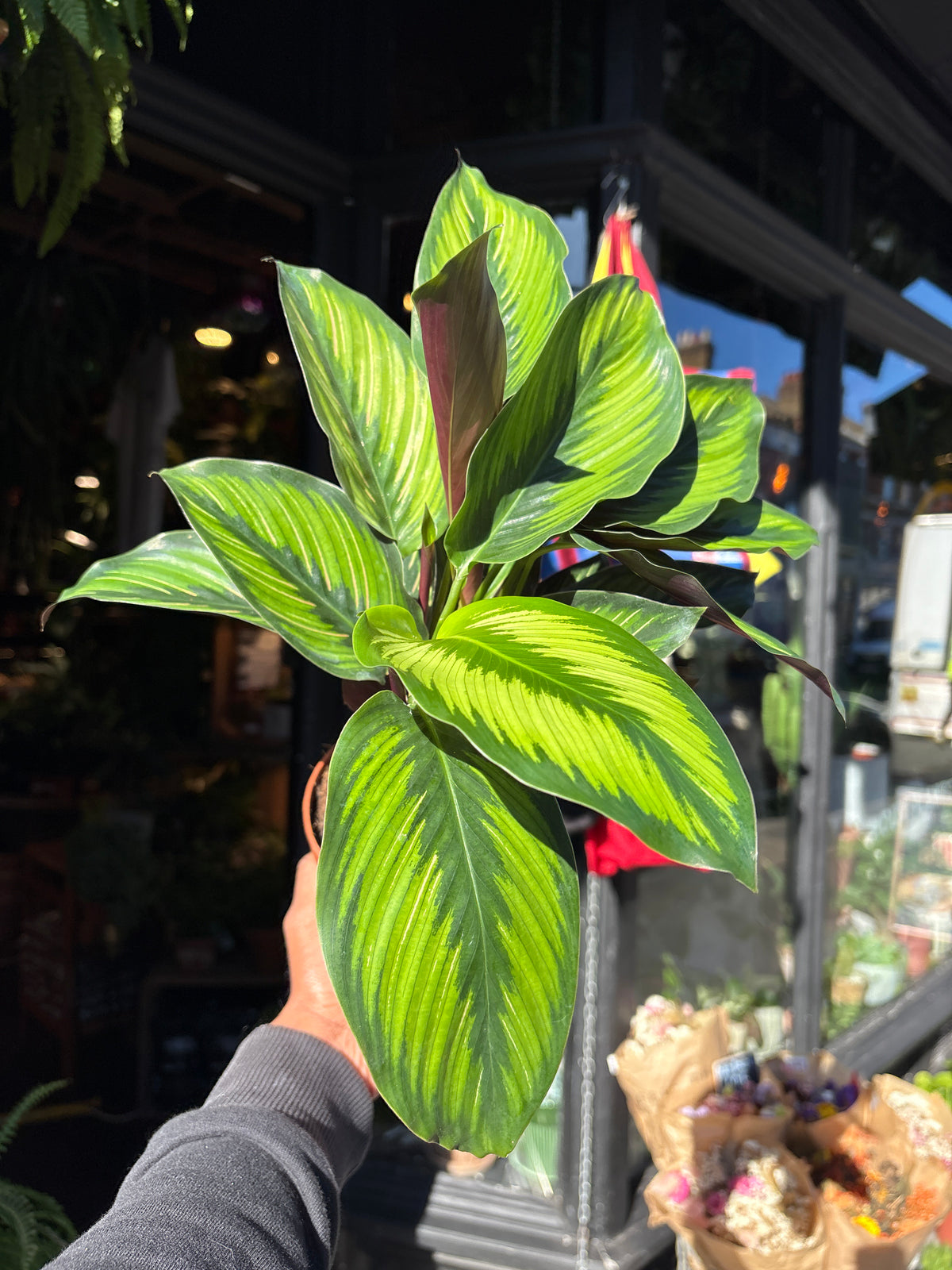 Calathea beauty star in a 12cm pot outside Urban Tropicana in Chiswick London