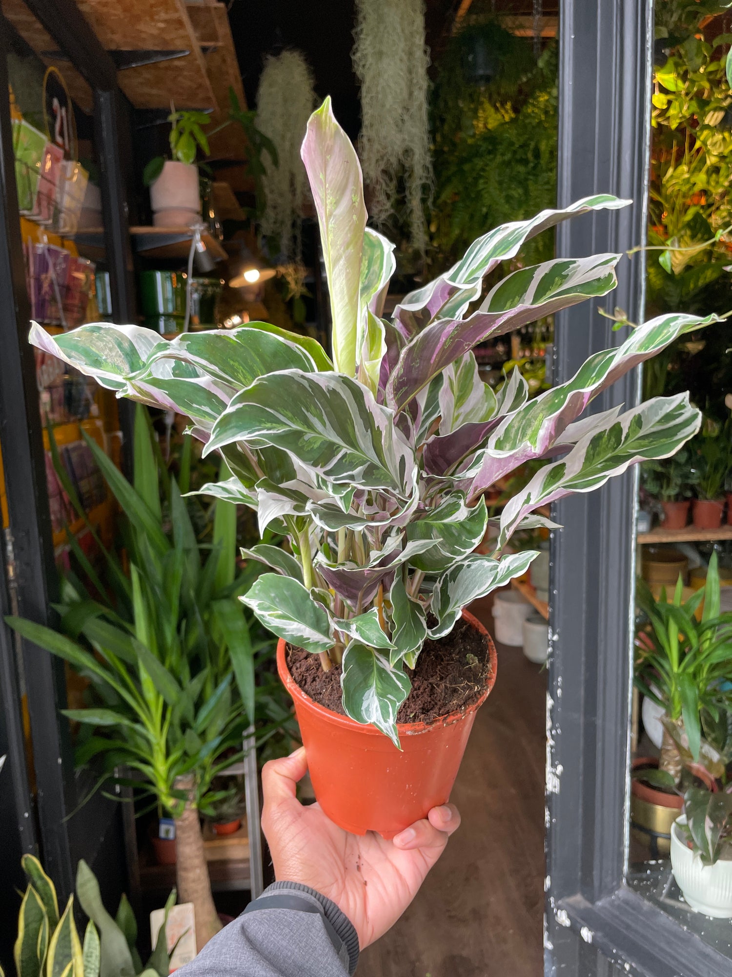 A Calathea Fusion White plant also known as a Prayer plant in front of Urban Tropicana&