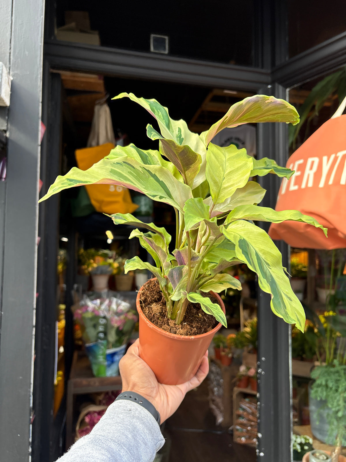 A Calathea ‘Fusion Yellow’ plant, with green leaves accented by bright yellow stripes, displayed in front of Urban Tropicana’s Plant Shop in Chiswick, London
