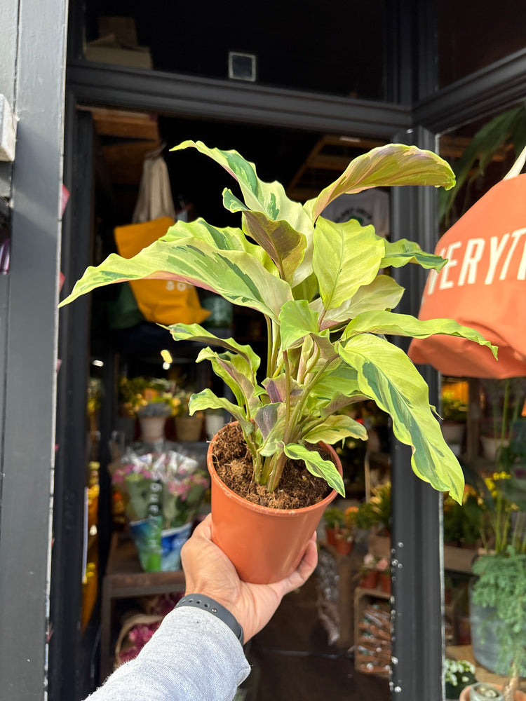 A Calathea ‘Fusion Yellow’ plant, with green leaves accented by bright yellow stripes, displayed in front of Urban Tropicana’s Plant Shop in Chiswick, London