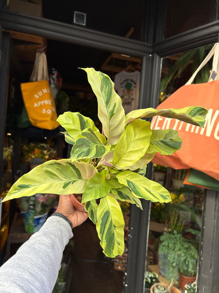 A Calathea ‘Fusion Yellow’ plant, with green leaves accented by bright yellow stripes, displayed in front of Urban Tropicana’s Plant Shop in Chiswick, London