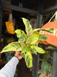 A Calathea ‘Fusion Yellow’ plant, with green leaves accented by bright yellow stripes, displayed in front of Urban Tropicana’s Plant Shop in Chiswick, London