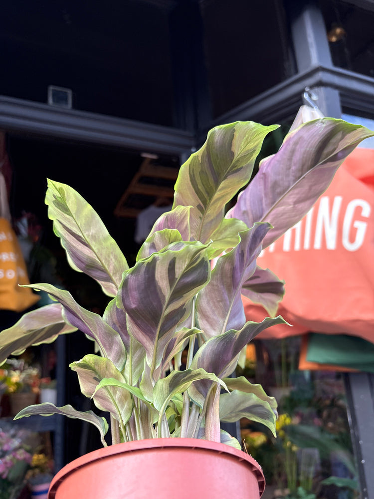 A Calathea ‘Fusion Yellow’ plant, with green leaves accented by bright yellow stripes, displayed in front of Urban Tropicana’s Plant Shop in Chiswick, London
