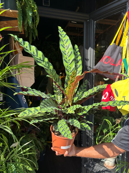 Calathea lancifolia (Rattlesnake Plant) in 17cm pot outside Urban Tropicana plant shop in Chiswick, London