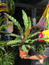 Calathea lancifolia (Rattlesnake Plant) in 17cm pot outside Urban Tropicana plant shop in Chiswick, London