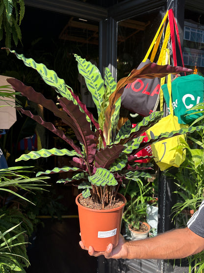 Calathea lancifolia (Rattlesnake Plant) in 17cm pot outside Urban Tropicana plant shop in Chiswick, London