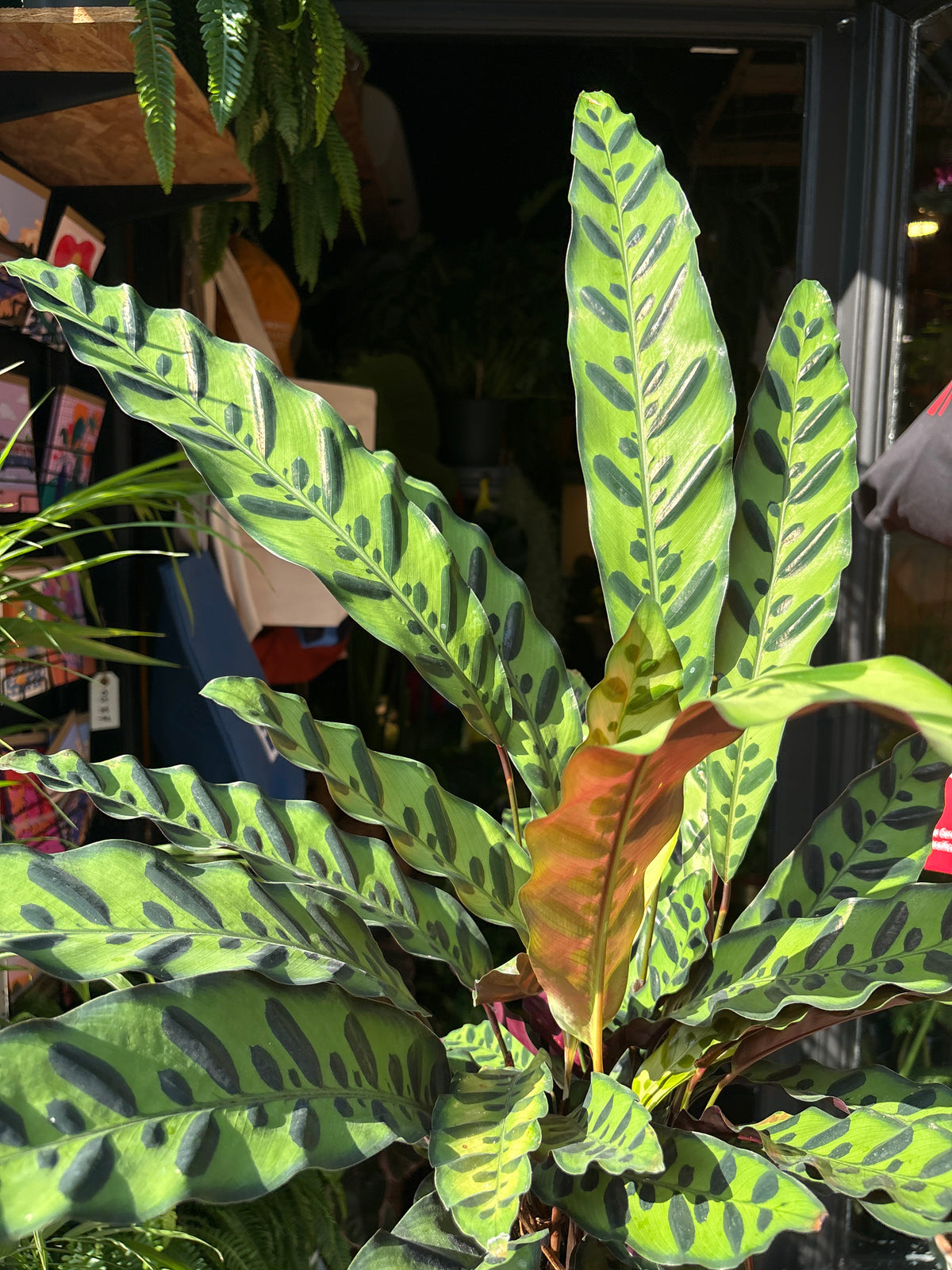 Calathea lancifolia (Rattlesnake Plant) in 17cm pot outside Urban Tropicana plant shop in Chiswick, London