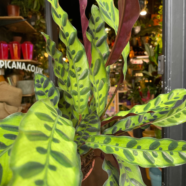 A plant with sword-shaped leaves with red backs and light and dark green patterned fronts. It is known as a Calathea Lancifolia in front of Urban Tropicana&