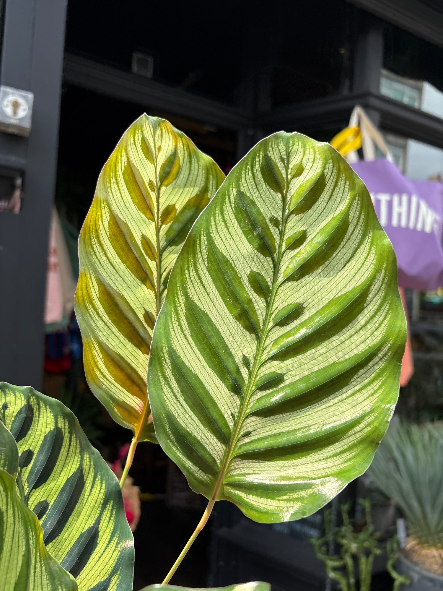 A prayer plant also known as a Calathea Makoyana in front of Urban Tropicana&