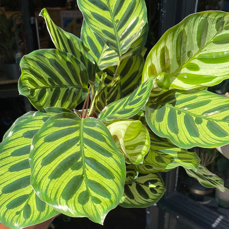 A prayer plant also known as a Calathea Makoyana in front of Urban Tropicana&