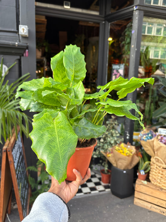 A Calathea Network also known as a Prayer Plant in front of Urban Tropicana’s plant shop in Chiswick London