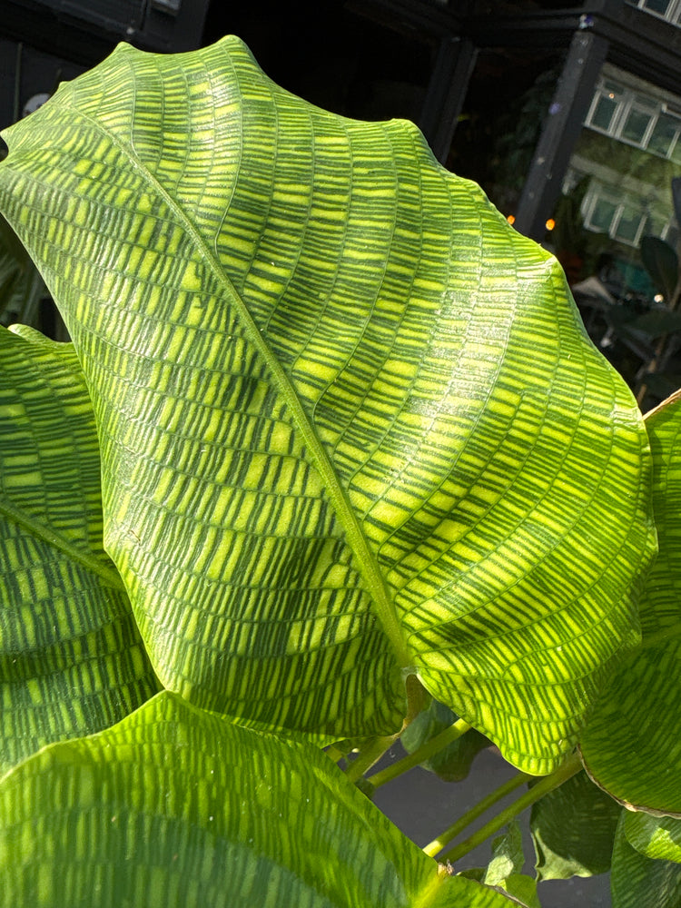 A Calathea Network Plant also known as a Prayer plant in front of Urban Tropicana’s plant shop in Chiswick London