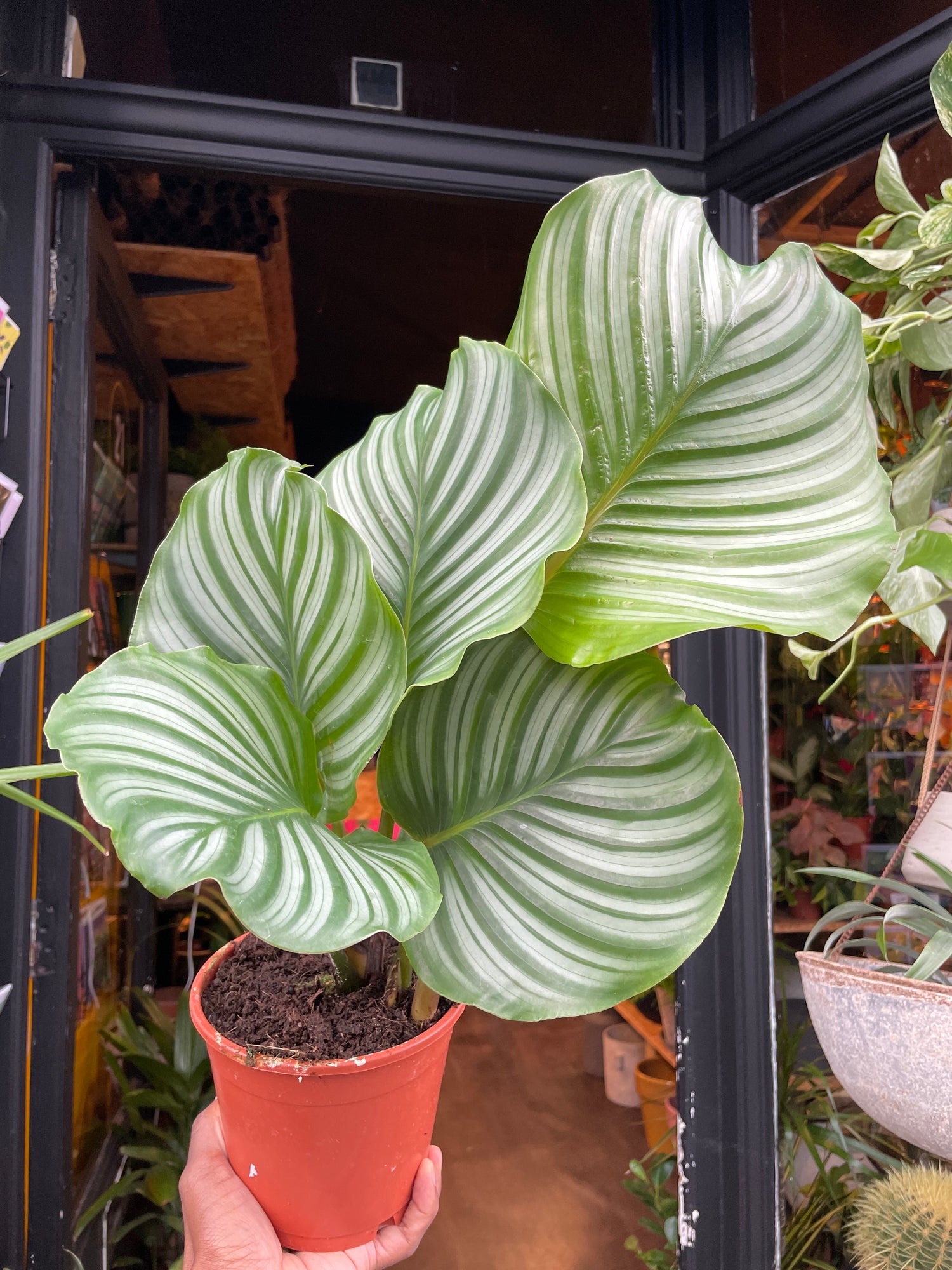 A Calathea Orbifolia plant also known as a Prayer plant in front of Urban Tropicana&